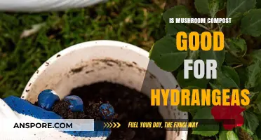 Mushroom Compost Benefits: Boosting Hydrangea Growth and Vibrant Blooms