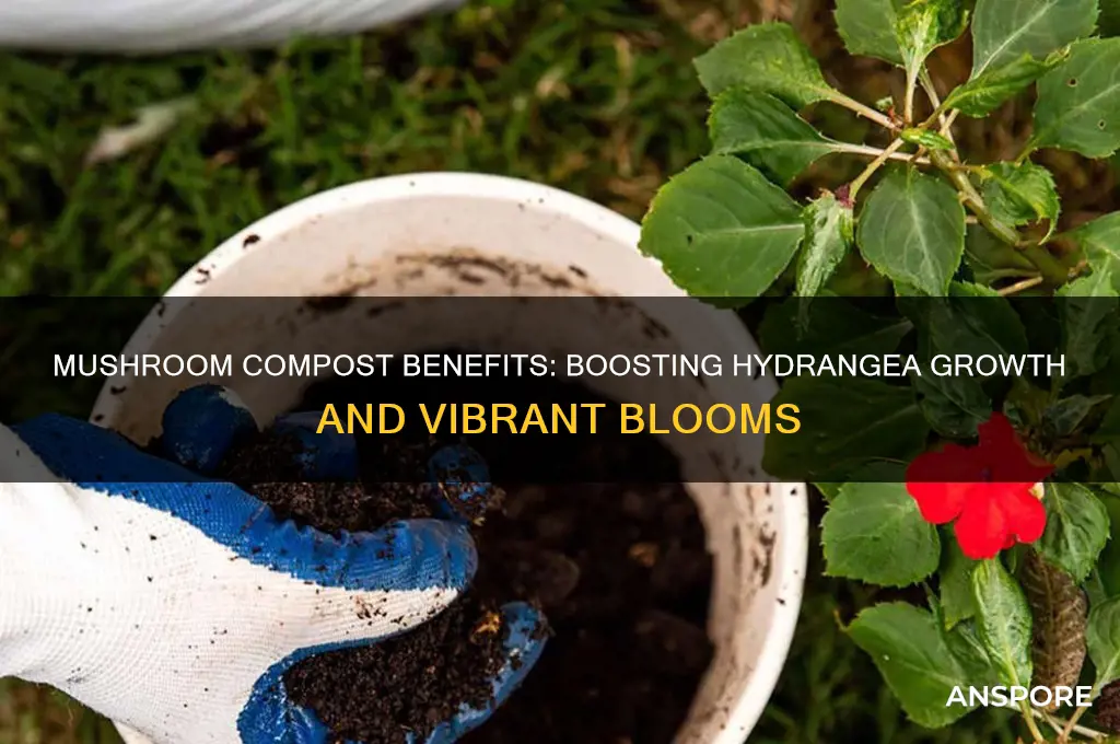 is mushroom compost good for hydrangeas