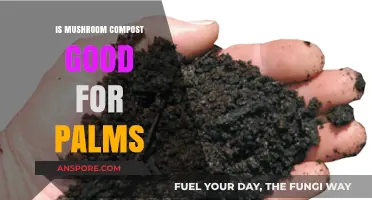 Mushroom Compost Benefits: Enhancing Palm Health and Growth Naturally