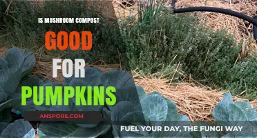 Boost Your Pumpkin Harvest: Mushroom Compost Benefits and Tips