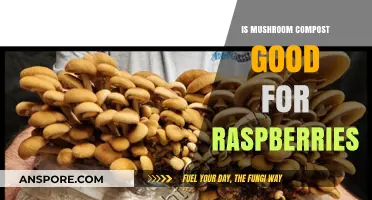 Boost Your Raspberry Harvest: Benefits of Mushroom Compost Explained