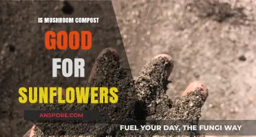 Mushroom Compost Benefits: Boosting Sunflower Growth and Health Naturally