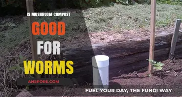 Mushroom Compost Benefits: Is It Ideal for Healthy Worm Beds?