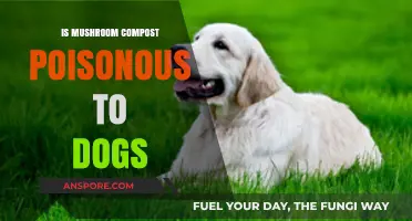 Is Mushroom Compost Safe for Dogs? Potential Risks Explained