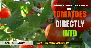 Mushroom Compost for Tomatoes: Is It Too Strong for Direct Planting?