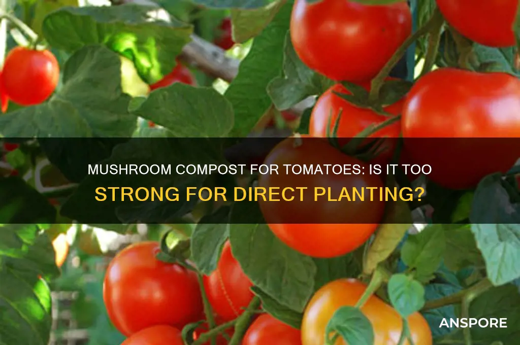 is mushroom compoust too strong to plant tomatoes directly into