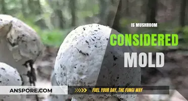 Mushroom Mystery: Mold or Not?