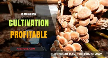 Mushroom Cultivation: A Profitable Venture?