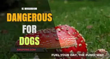 Mushroom Poisoning in Dogs: What You Need to Know