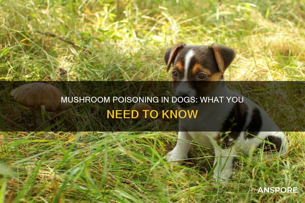 is mushroom dangerous for dogs