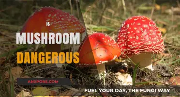 Mushroom Mysteries: Are They Safe?