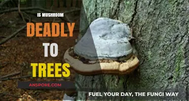 Mushroom Mystery: Are Trees at Risk?