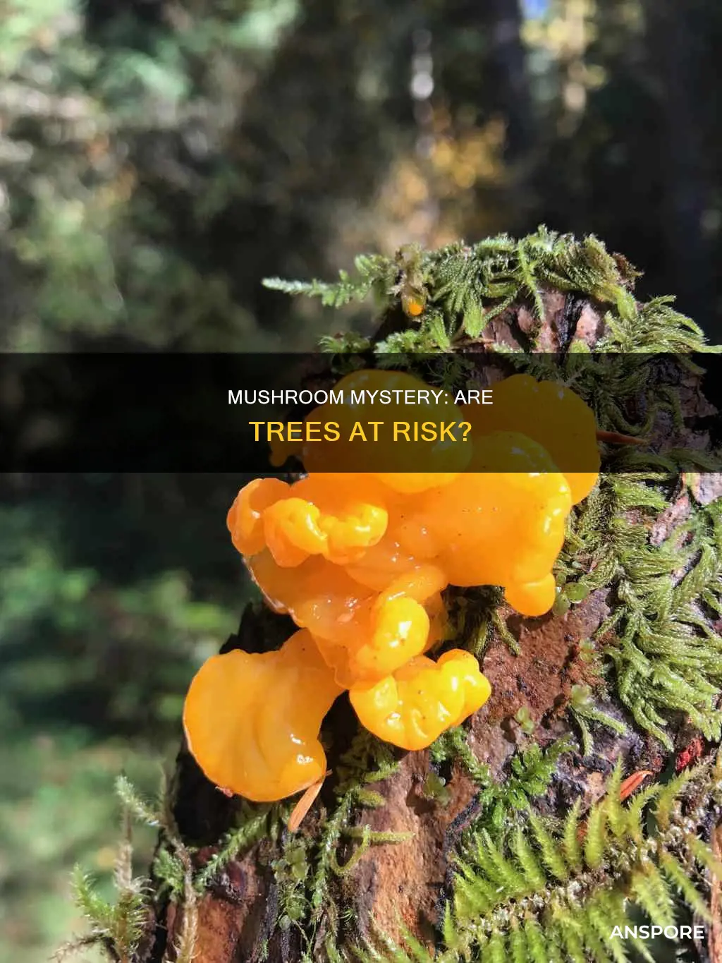 is mushroom deadly to trees