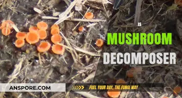 Mushrooms: Nature's Decomposers and Their Benefits