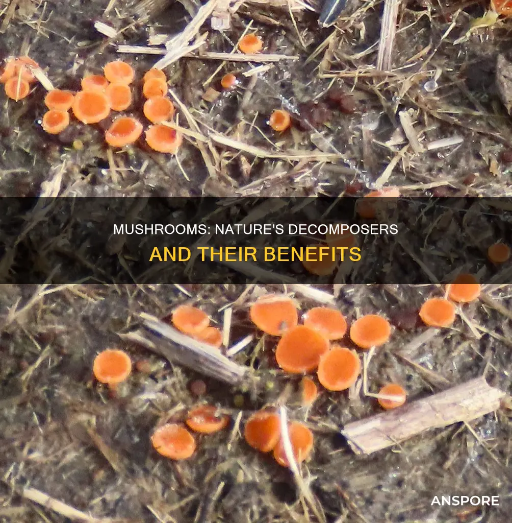 is mushroom decomposer