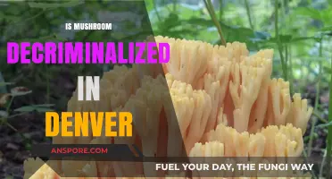 Denver Decriminalizes Magic Mushrooms: What You Need to Know