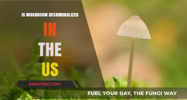 Is Mushroom Decriminalization Sweeping the US? Legal Shifts Explained