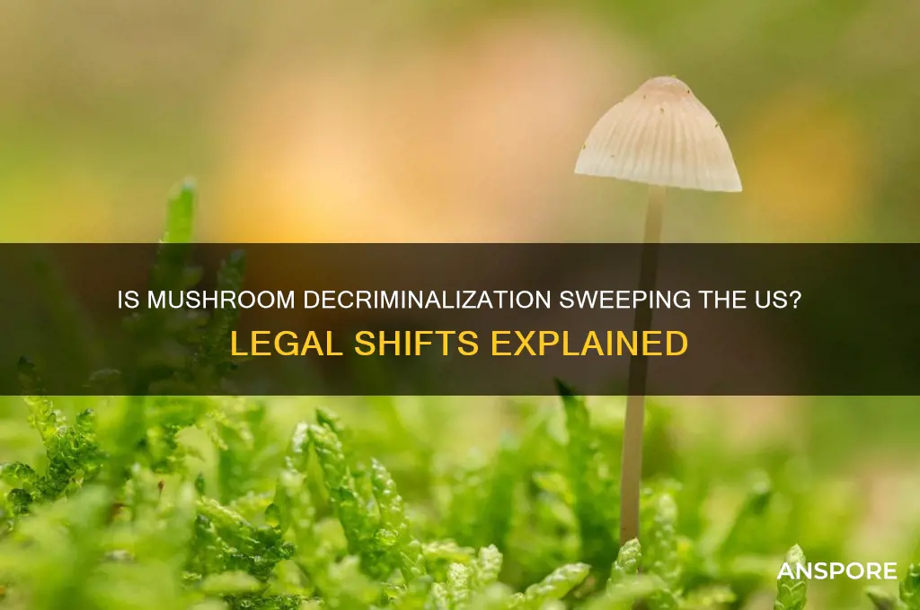 is mushroom decriminalized in the us