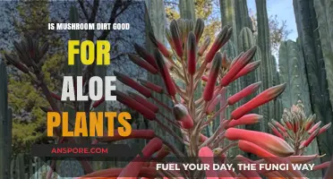 Mushroom Dirt Benefits: Boosting Aloe Plant Health and Growth