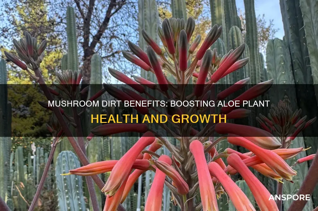 is mushroom dirt good for aloe plants