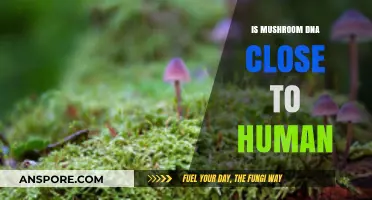 Are Mushrooms Human-Like? Exploring the Surprising DNA Similarities