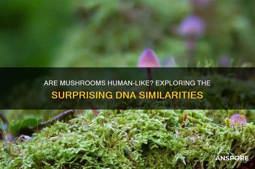 is mushroom dna close to human