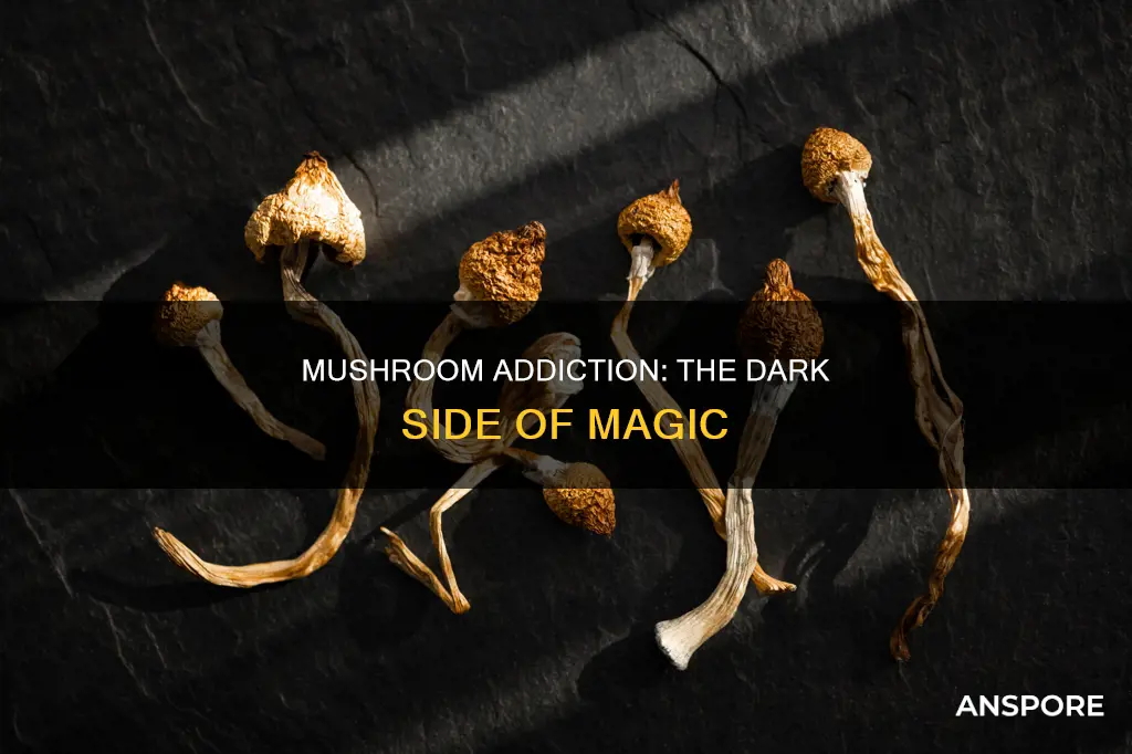is mushroom drug addiction