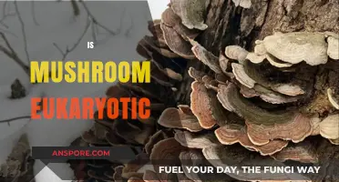 Mushroom Mystery: Are They Eukaryotic?