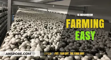 Mushroom Farming: An Easy Harvest?