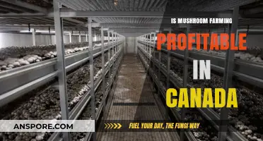 Exploring the Profitability of Mushroom Farming in Canada: A Comprehensive Guide