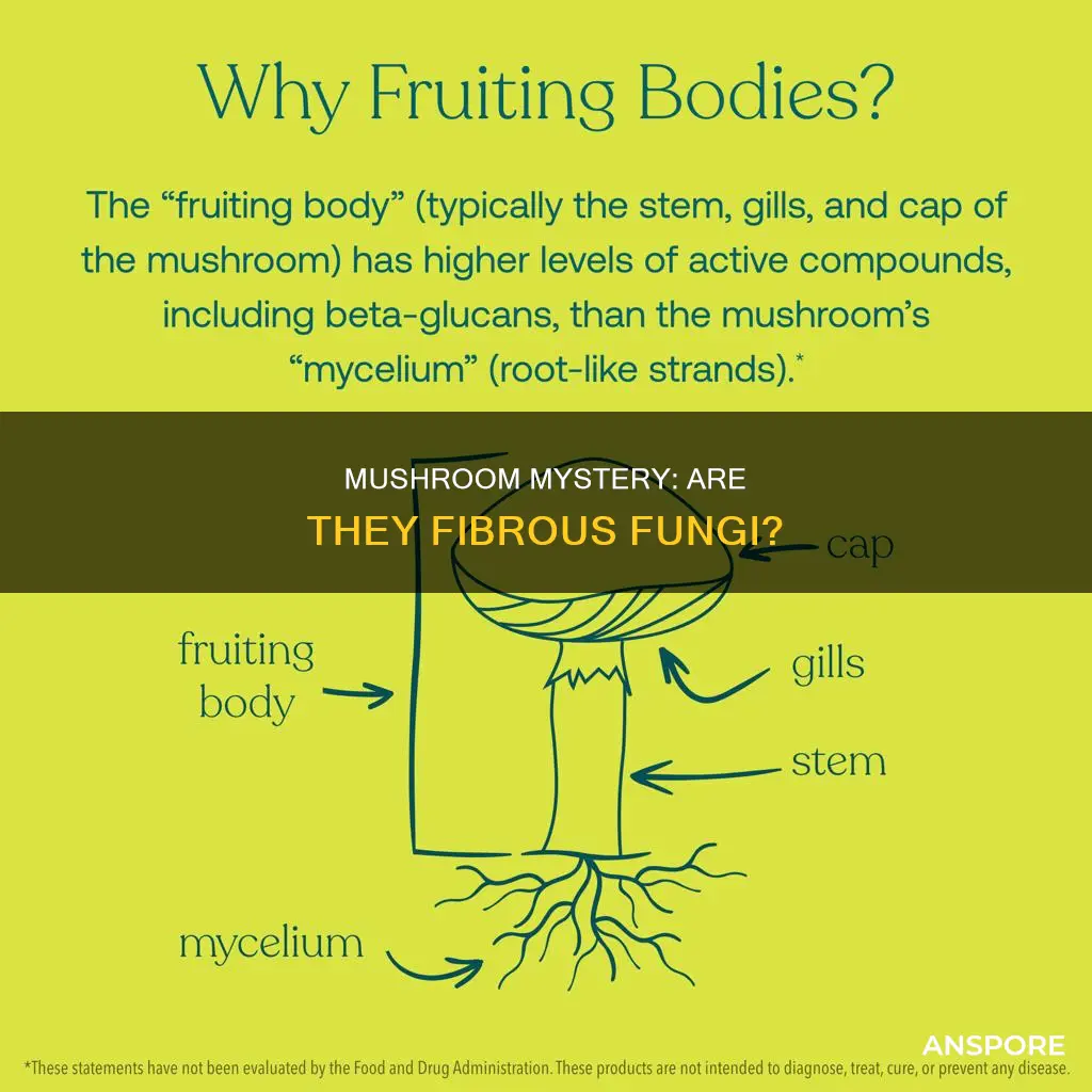 is mushroom fibrous