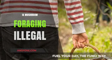 Foraging Mushrooms: Legal or Not?