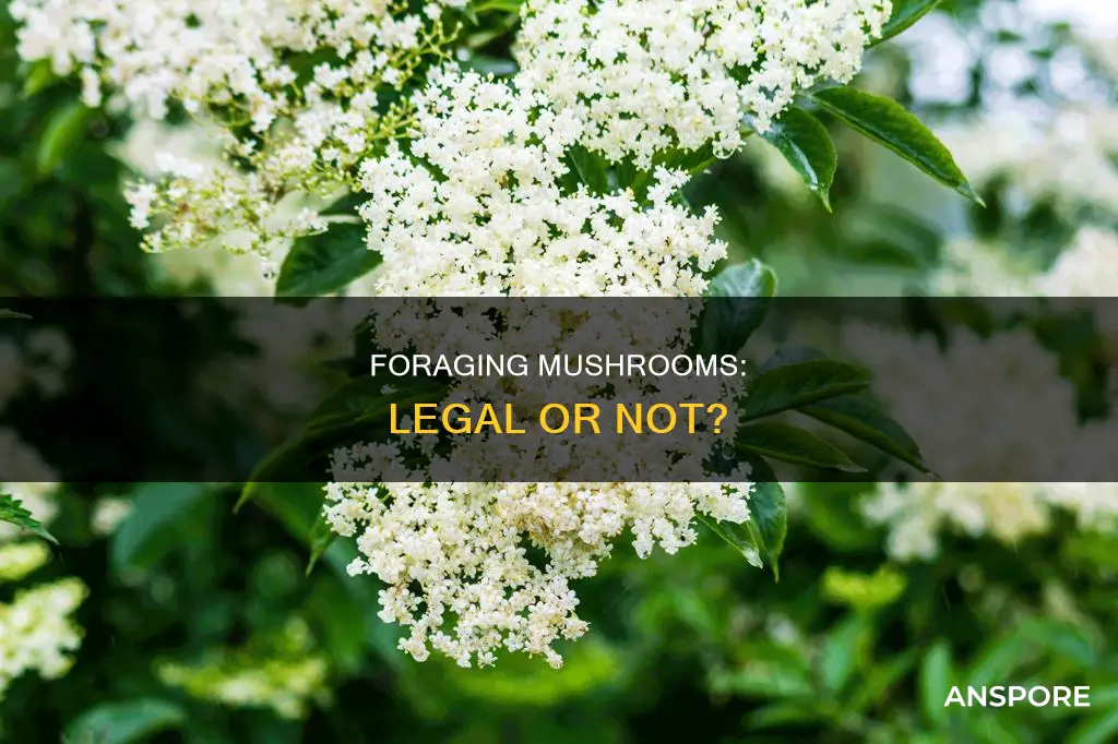 is mushroom foraging illegal