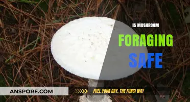 Foraging Mushrooms: Safe or Not?