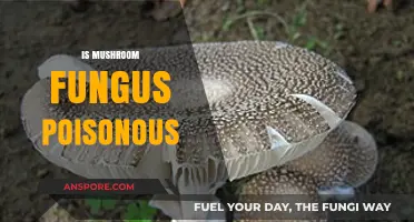 Are Mushrooms Poisonous? Unveiling the Truth About Fungus Toxicity