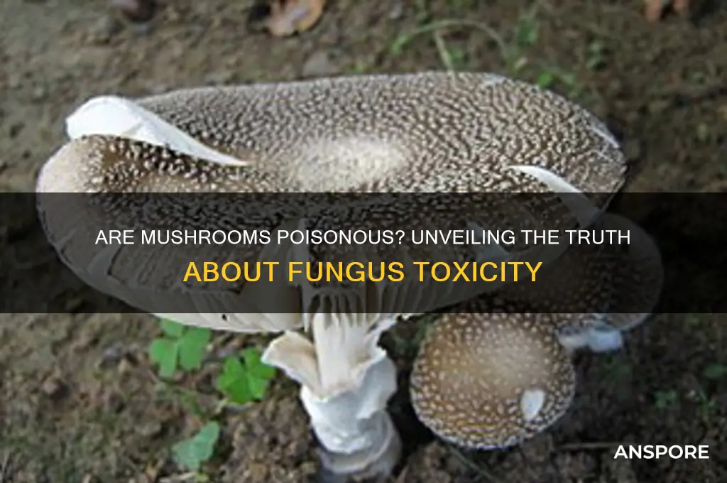is mushroom fungus poisonous