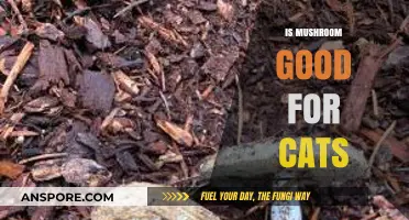 Are Mushrooms Safe for Cats? Benefits, Risks, and Expert Advice