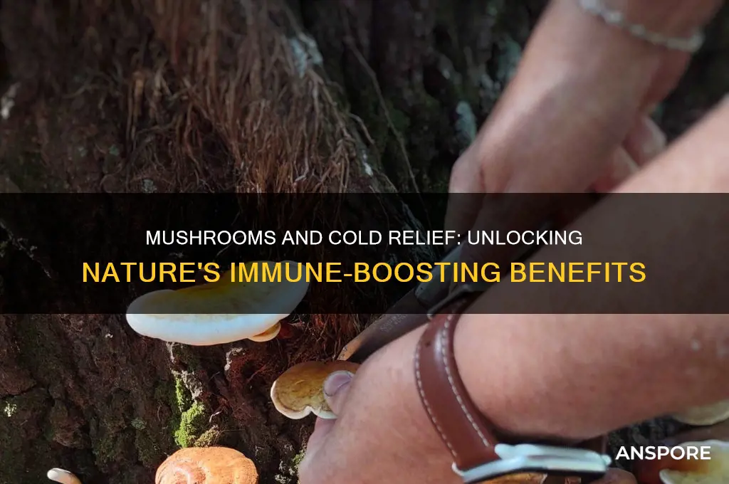 is mushroom good for cold