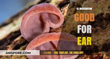 Mushrooms and Ear Health: Benefits, Myths, and Scientific Insights