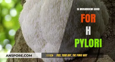 Mushrooms and H. Pylori: Natural Benefits or Just a Myth?