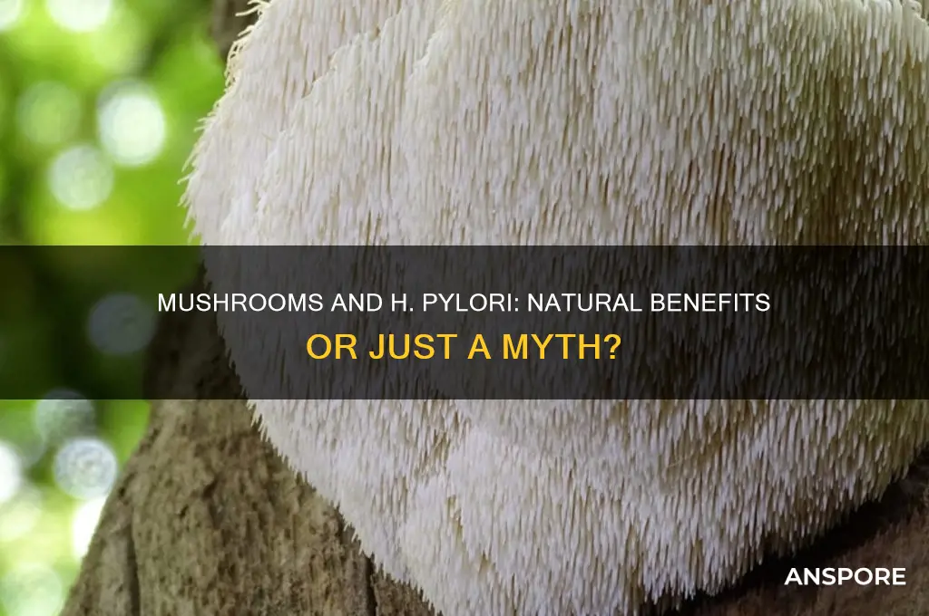 is mushroom good for h pylori