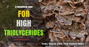 Mushrooms and Triglycerides: Can Fungi Lower Your Levels Naturally?