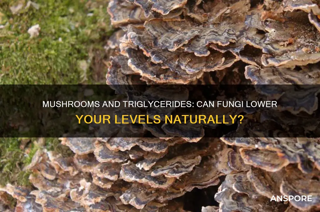 is mushroom good for high triglycerides