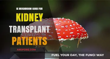 Mushrooms and Kidney Transplants: Benefits, Risks, and Dietary Guidance