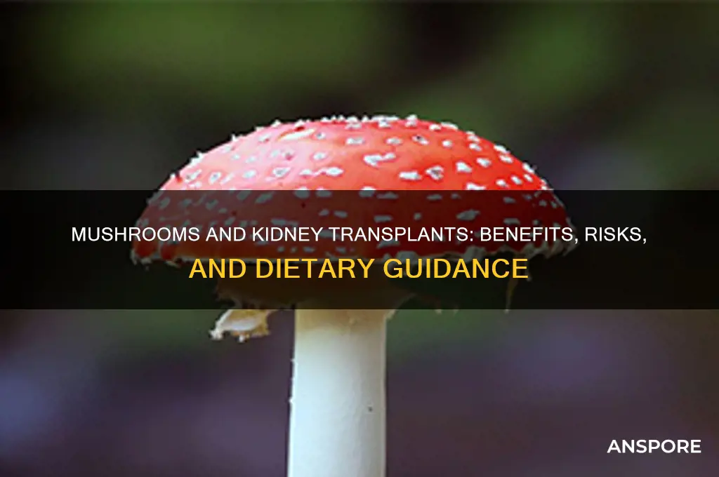 is mushroom good for kidney transplant patients