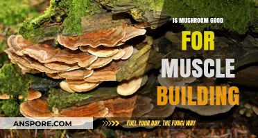 Mushrooms and Muscle Building: Unlocking Nature's Protein Powerhouse
