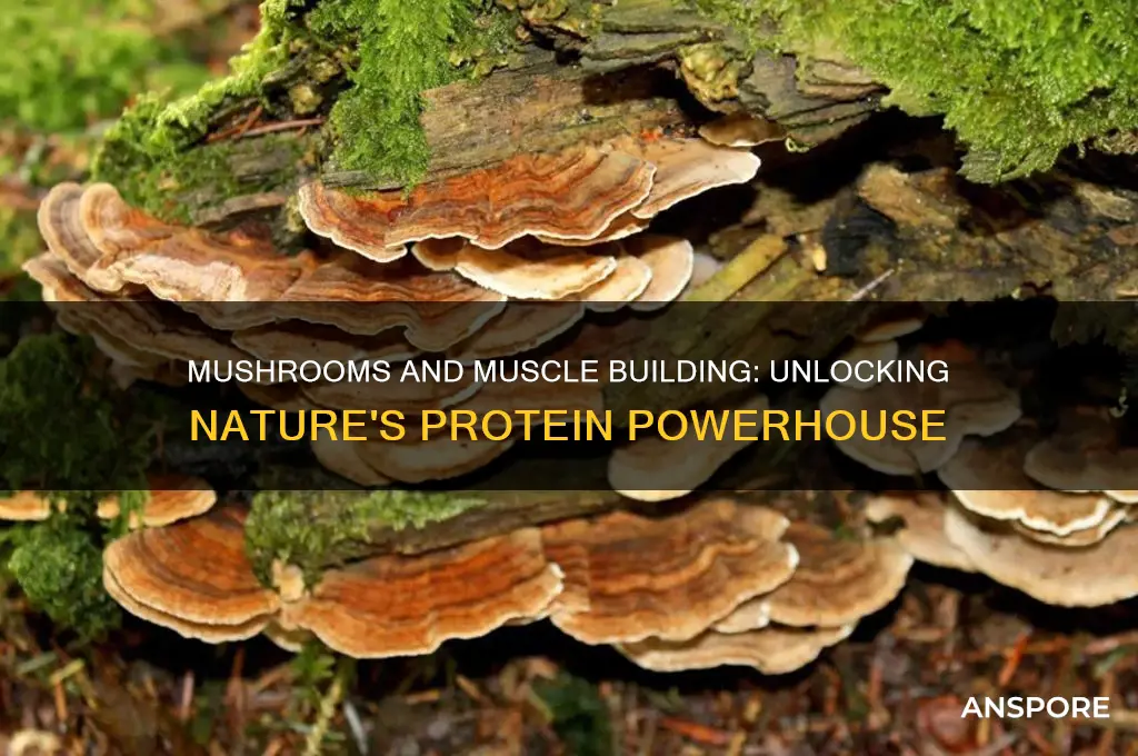 is mushroom good for muscle building