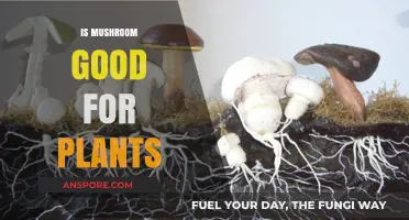 Mushroom Magic: Unlocking Benefits for Plant Growth and Soil Health