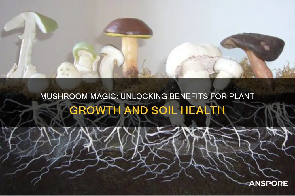 is mushroom good for plants