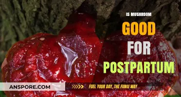 Mushroom Benefits for Postpartum Recovery: Nutrition and Healing Insights